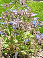 Borago officinalis (2) (Photo F. Mrugala)